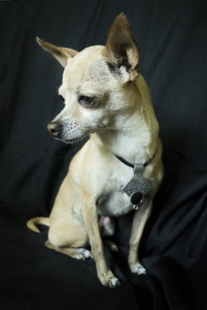 吉娃娃图片下载