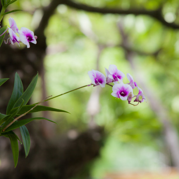 兰花。图片下载