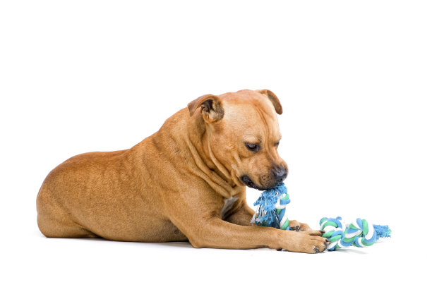 咀嚼它图片下载