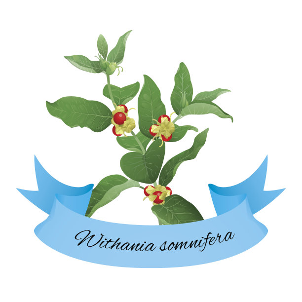 阿什瓦甘达图片下载