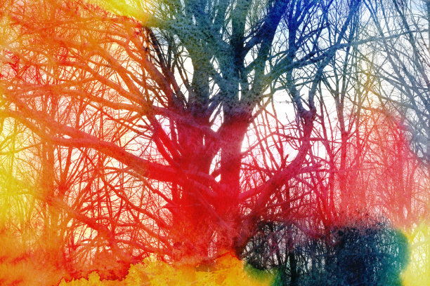 美丽的冬天的树图片下载