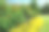 夏季公园的花坛素材图片