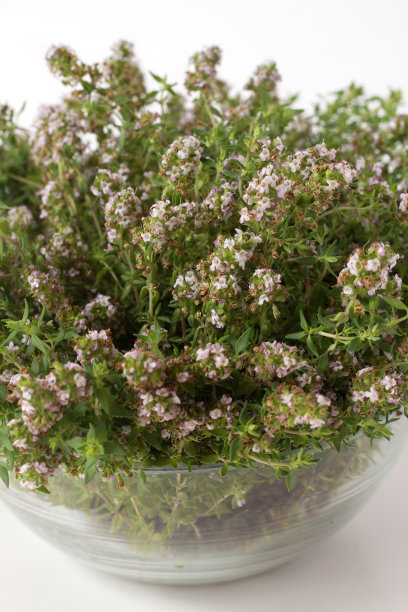 百里香图片下载