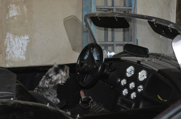 敞篷车上的狗图片下载