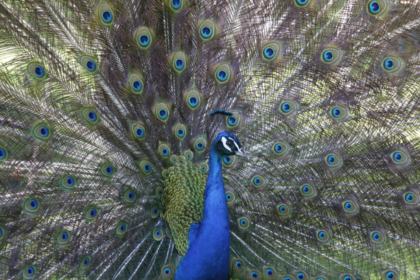 像孔雀一样骄傲图片下载