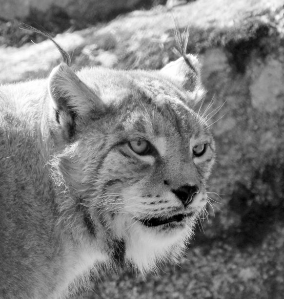 伊比利亚猞猁图片下载