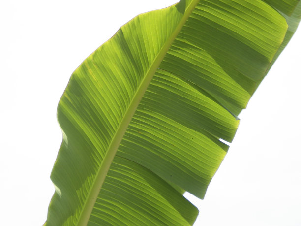 香蕉叶子图片下载