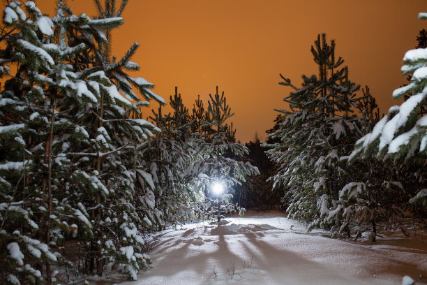 晚上松林图片下载