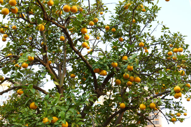 橙树图片下载