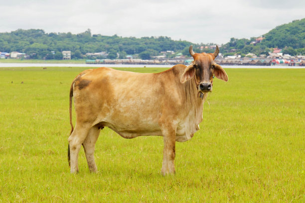 田里的牛图片下载