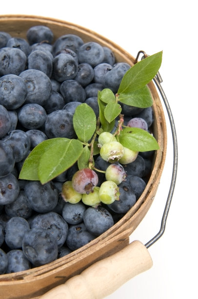 蓝莓图片下载