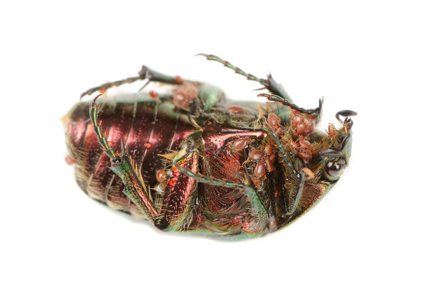 感染革螨的鲸腹甲虫图片下载