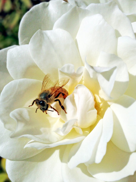 花上的蜜蜂图片下载