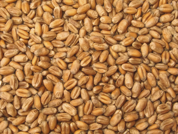 小麦谷物图片下载