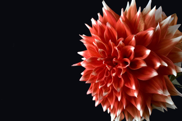 美丽的红色daliha图片下载