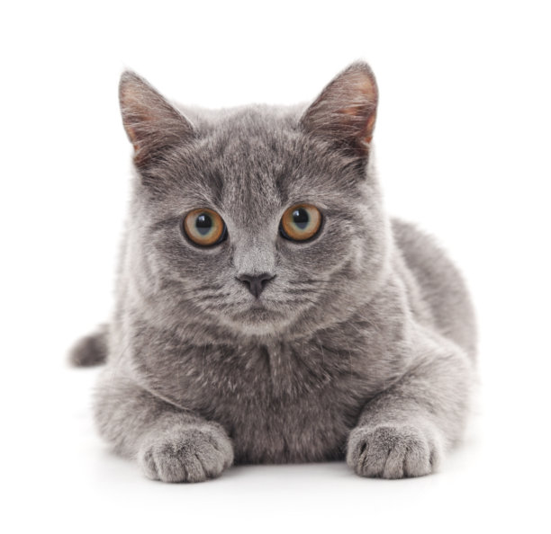 灰色的小猫。图片下载