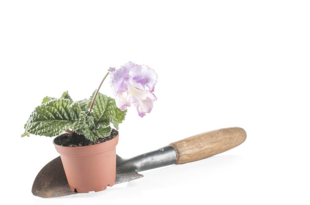 链果花上白色图片下载