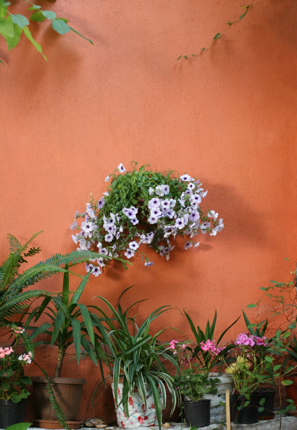 伊斯坦布尔传统房屋的花朵图片下载