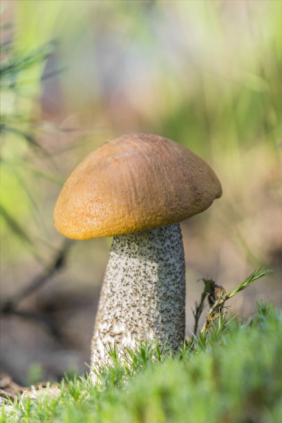 牛肝菌变成粉红色(可氧化的Leccinum)图片下载