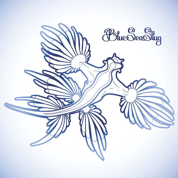 蓝色的海蛞蝓图片下载