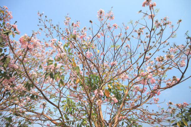 塔贝布亚玫瑰图片下载