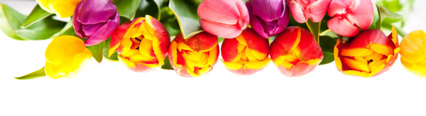 郁金香花图片下载