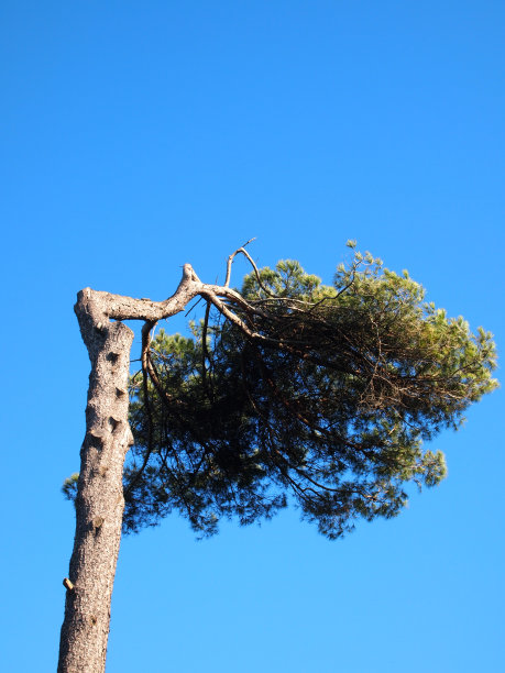 Pino marine被风吹弯了图片下载