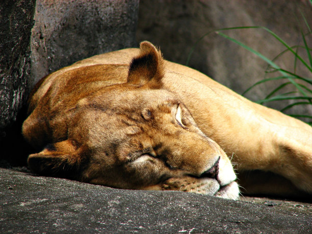 沉睡的狮子图片下载