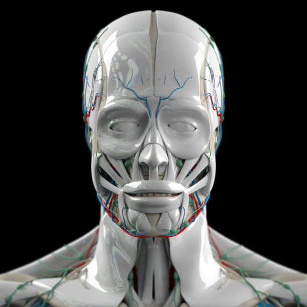解剖学未来技术扫描。头和脸。图片下载