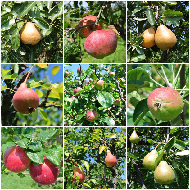 树上成熟的梨和苹果图片下载