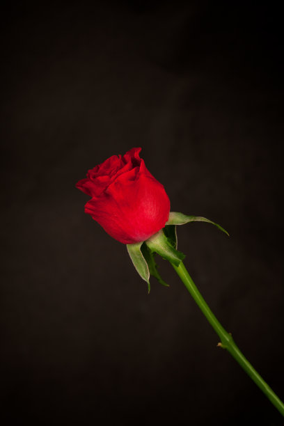 红玫瑰盖黑图片下载