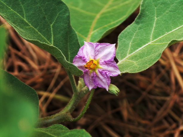 茄子花图片下载