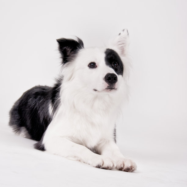 黑白狗图片下载