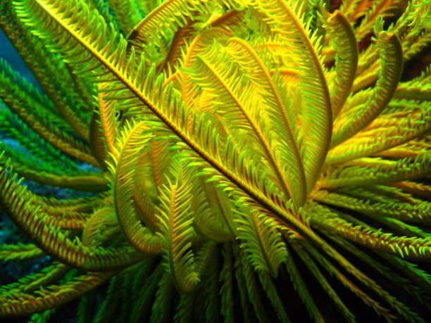 黄色贝内特的羽毛星图片下载