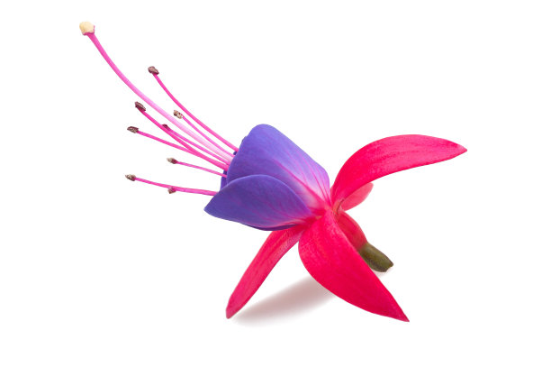 樱红色图片下载