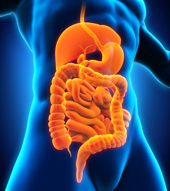 人类的消化系统图片下载