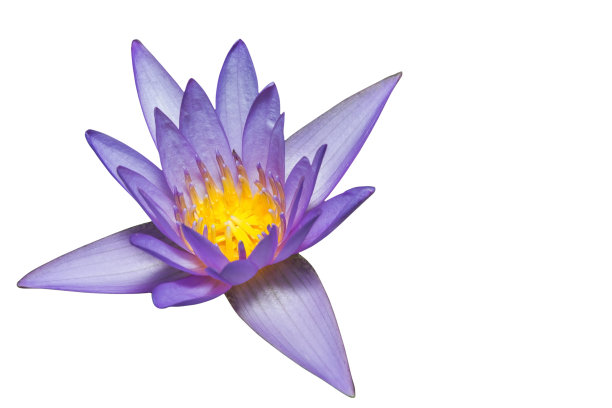 莲花。图片下载