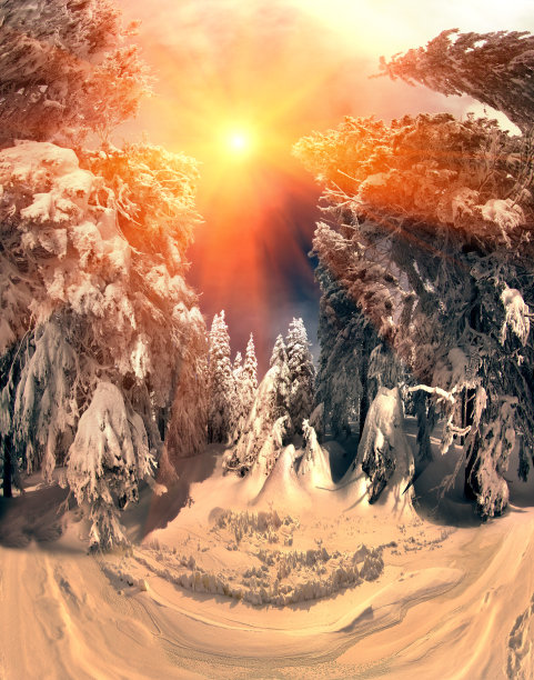 在野生高山森林里图片下载