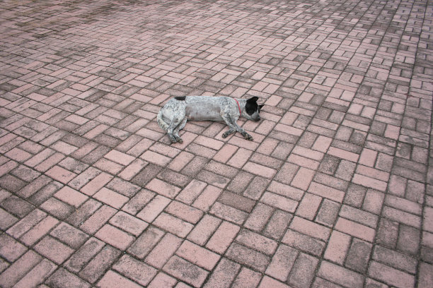 狗躺在人行道上图片下载