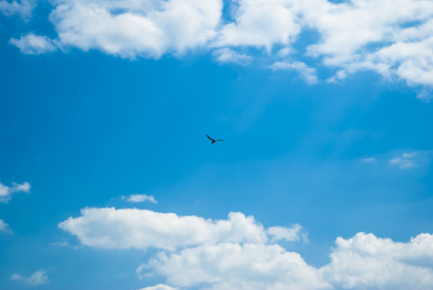 鸟在天空中飞翔。图片下载