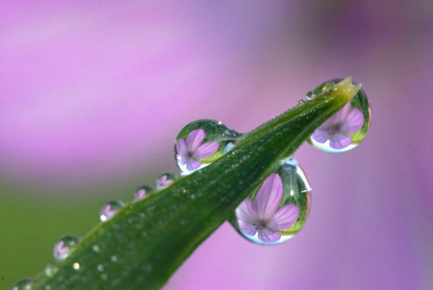 露珠以平衡的姿态落在花上图片下载