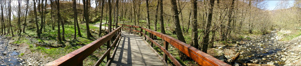 全景森林图片下载