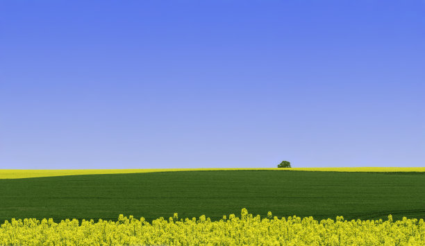 黄色和绿色的田野和蓝天下的一棵树图片下载