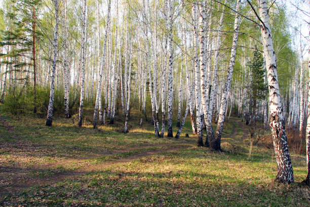 森林中生长的树木图片下载