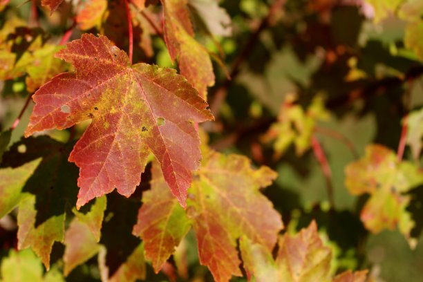 秋天的枫叶图片下载