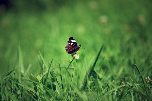 蝴蝶在草丛中准备起飞图片下载