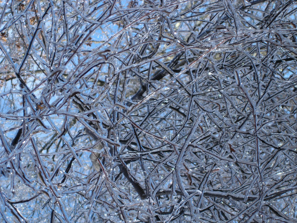 蓝天下覆冰的树枝图片下载