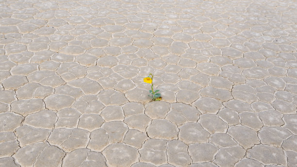 沙漠中的黄花图片下载