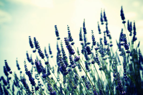 拉万德图片下载