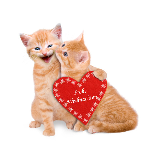 两只猫祝圣诞快乐图片下载